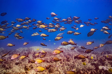 Tropical fish swimming over coral reef