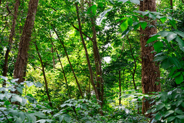 Green trees in  public park in Wijchen. The Netherlands