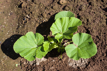 Zucchini seedling growing on a vegetable bed. Cultivation and planting of zucchini. Young seedlings of zucchini in the garden