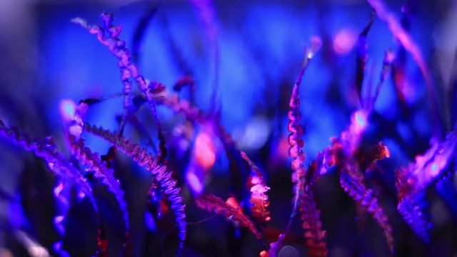 Extreme Close Up Of Purple Metal Shavings On Blue Background.