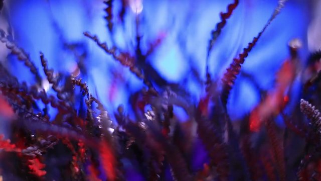 Extreme Close Up Of Red Metal Shavings On Blue Background.