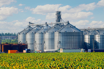 Grain elevator for processing and storage of grain is located in the sunflower field