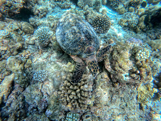 Fototapeta premium This unique photo shows an underwater turtle in the Indian Ocean! the picture was taken in the maldives!
