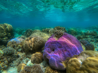In this unique photo you can see the underwater world of the Pacific Ocean in the Maldives! Lots of coral and tropical fish!
