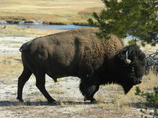 Yellowstone National Park 14