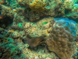 Fototapeta premium This unique photo shows a moray eel hunting in the Indian Ocean! the picture was taken in the maldives!