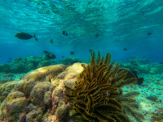 In this unique photo you can see the underwater world of the Pacific Ocean in the Maldives! Lots of coral and tropical fish!