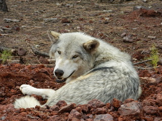 Yellowstone National Park 51