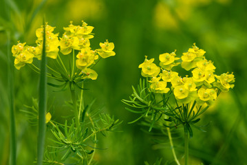 Obraz premium Zypressen - Wolfsmilch