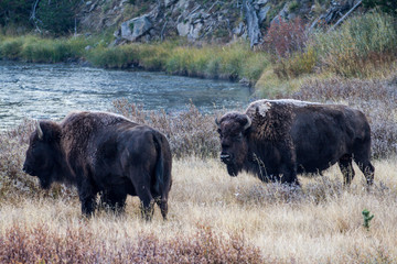 Yellowstone National Park 54