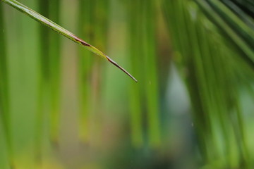 Water dripping from a single green leaf of a coconut tree
