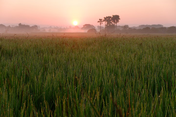 Fototapeta premium Sunrise and fog on paddy field.