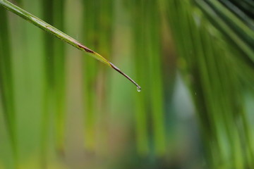Water dripping from a single green leaf of a coconut tree