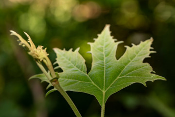 green hornbeam leaf foreground net background flu