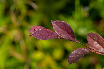 red-leaved flower branch background flu