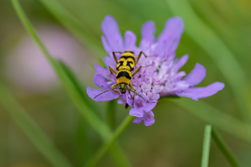 yellow black beetle laid on branch of flower