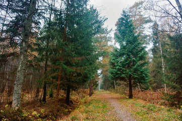 Thuja tree in autumn forest. Autumn wet forest.