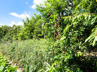 Fototapeta na wymiar tomato and squash bushes and plum trees in garden