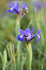 Blüten einer Schwertlilie (Iris)