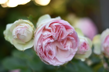 Rosa Rosenblüten