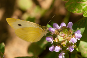 Beautiful white butterfly on flower in the garden