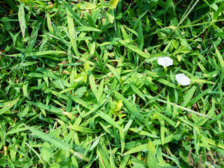 Fototapeta na wymiar top view of green grass on lawn in summer season