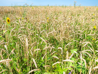 Fototapeta premium overgrown wheat field with sunflower in summer