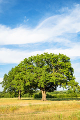 Fototapeta na wymiar old green oak tree on meadow on summer day