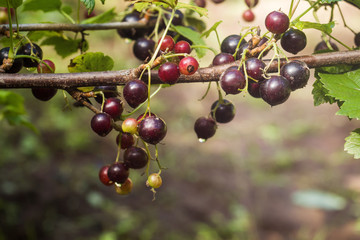 Ripe black currants hanging from bush ready for harvest.