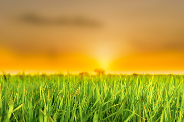 Fototapeta na wymiar Rice field green grass at sunset sky cloud. Landscape farming thai rice background