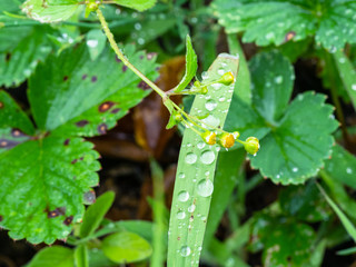 raindrops on green grass close-up in garden