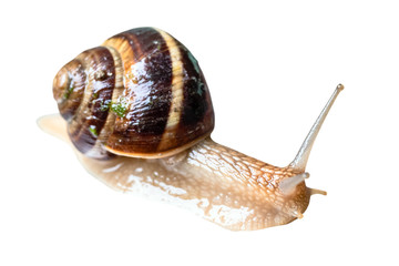wet live snail cutout on white