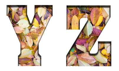 Abc letters autumn leaves, on a white background. Letters YZ