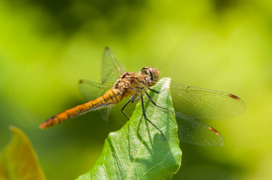 Image of beautiful dragonfly in a garden