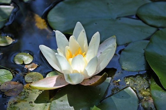 Wei&szlig; bl&uuml;hende Seerose Hermine (Nymphaea cultorum Hermine) im Gartenteich