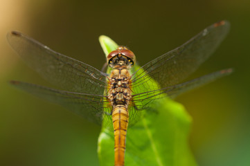 Image of beautiful dragonfly in a garden