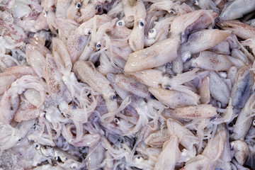Fresh squid calamari  cuttlefish at weekly street market