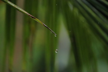 Water dripping from a single green leaf of a coconut tree