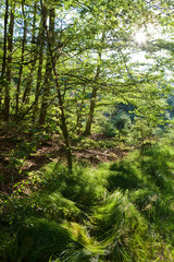 Trees in the forest in the early morning in autumn