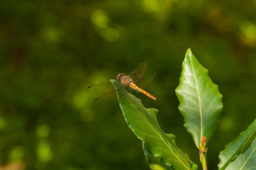 Image of beautiful dragonfly in a garden