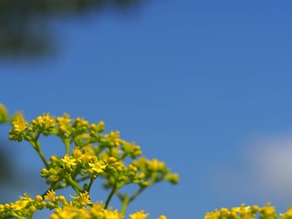 Obraz premium 青空とオミナエシの花