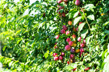 ripe fruits on plum tree in rural garden