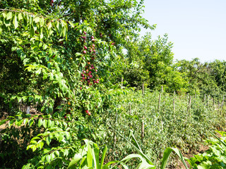 Fototapeta na wymiar plum trees with ripe fruits and tomato bushes