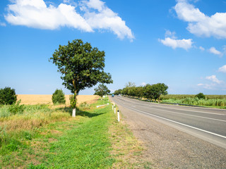 Fototapeta na wymiar rural landscape - road along wheat field in summer