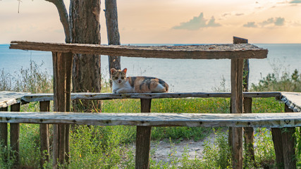 cat lies on a bench at the sea