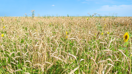 panoramic view of wheat field with sunflower