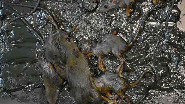 The rat glue on black tray on the floor.