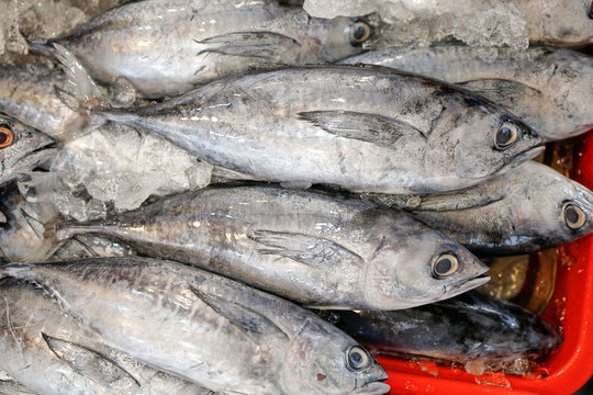 Bullet Tuna Long Corseletted Frigate Mackerel fish at market