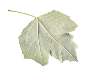 Obraz premium back side of fresh green leaf of silverleaf poplar