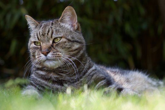 Adult tabby cat on lawn with copy space